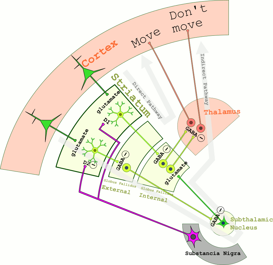 dopamine basal ganglia